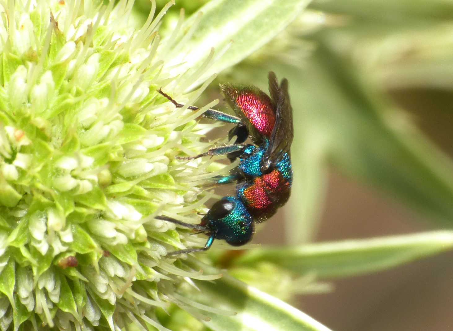 Piccoli Chrysididae